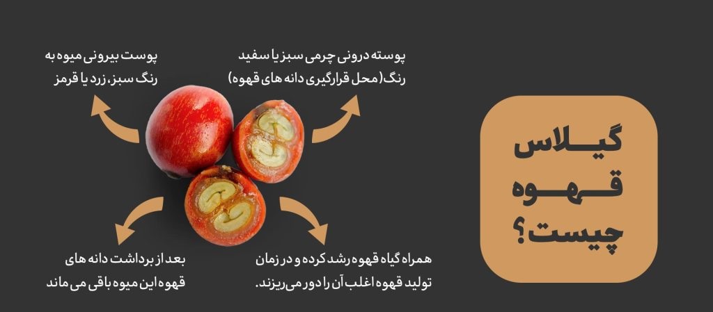 گیاه قهوه عربیکا با گیلاس‌های قرمز رسیده در مزرعه‌ای مرتفع