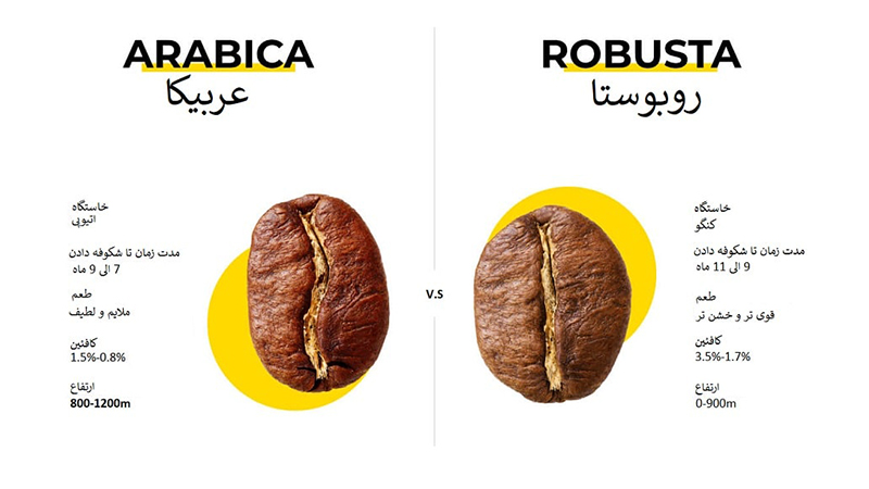مقایسه دانه‌های قهوه عربیکا (بیضی) و روبوستا (گرد)