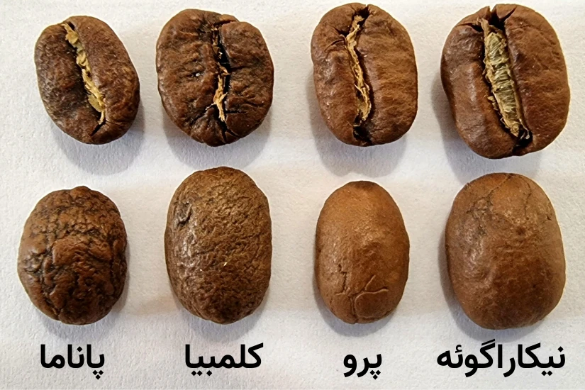 دانه‌های قهوه عربیکا کلمبیا اسپشیالیتی تازه برشته شده